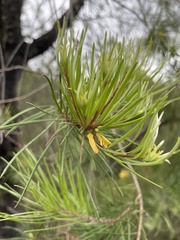 Persoonia linearis