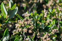 Spyridium globulosum