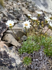 Celmisia angustifolia