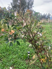Brugmansia arborea