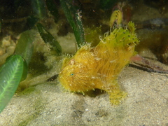 Antennarius striatus