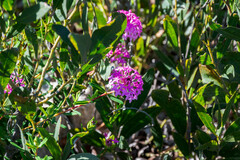 Pimelea rosea