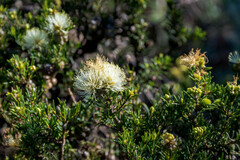 Melaleuca systena