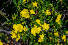 Hibbertia cuneiformis