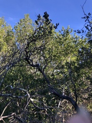 Arctostaphylos crustacea