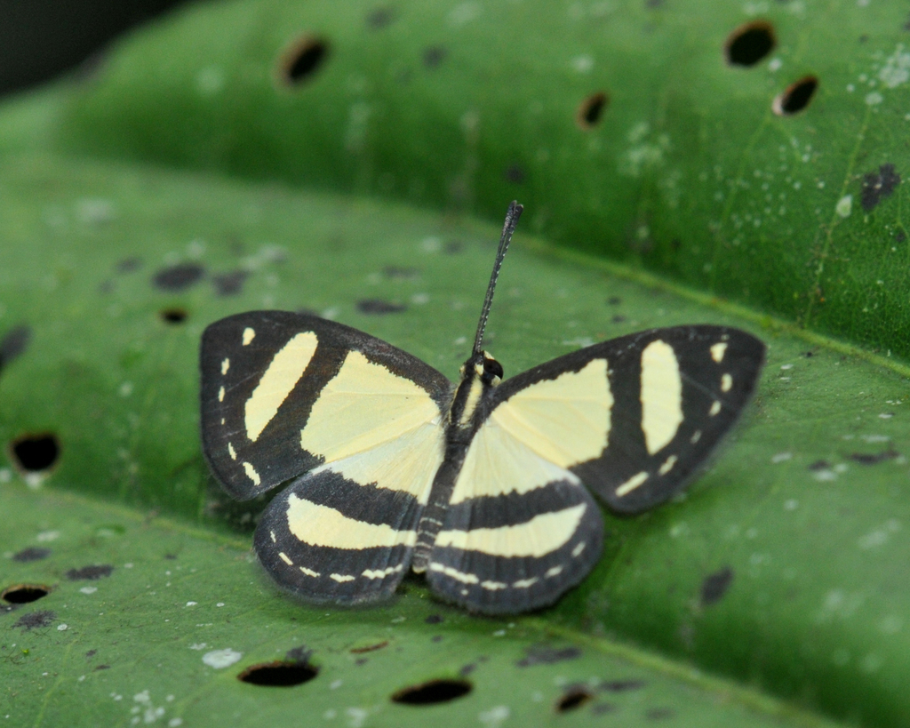 Hyphilaria nicia