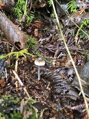 Mycena robusta