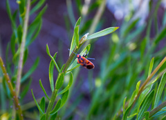 Spilostethus pacificus