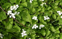 Viola macloskeyi