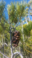Pinus nelsonii