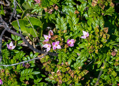 Boronia alata