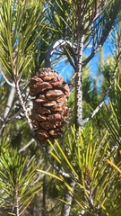 Pinus nelsonii