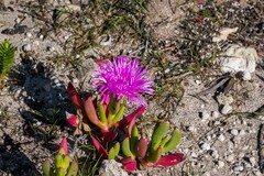 Carpobrotus virescens