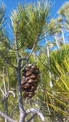 Pinus nelsonii