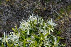 Clematis linearifolia