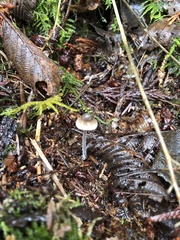 Mycena robusta