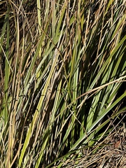 Carex barbarae
