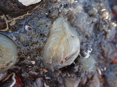 Ciona intestinalis