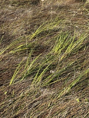 Carex barbarae