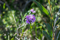 Sowerbaea laxiflora
