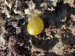 Colpomenia tuberculata