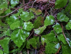 Tiarella trifoliata