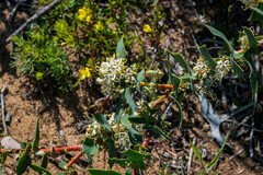 Hakea amplexicaulis