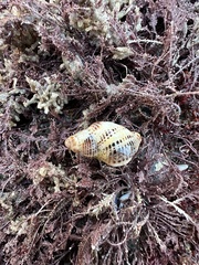 Acanthinucella spirata