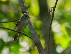 Empidonax flaviventris