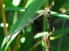 Argia fumipennis