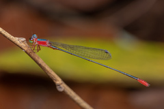 Teinobasis ruficollis