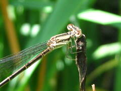 Argia fumipennis