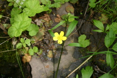 Ranunculus flammula