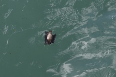 Callorhinchus callorynchus