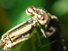 Argia fumipennis
