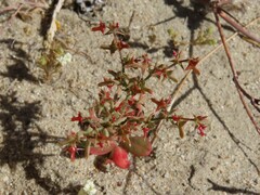 Centrostegia thurberi