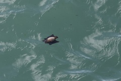 Callorhinchus callorynchus