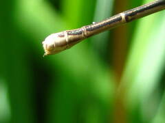 Argia fumipennis