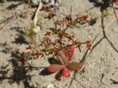 Centrostegia thurberi