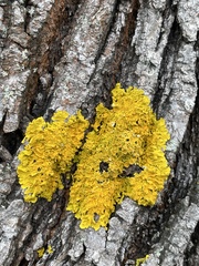 Xanthoria parietina