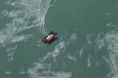 Callorhinchus callorynchus