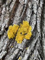 Xanthoria parietina
