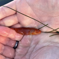 Liparis mucosus