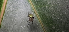 Eriophora ravilla