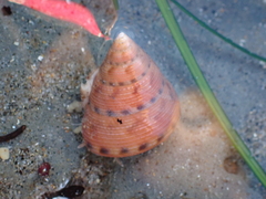 Calliostoma gloriosum