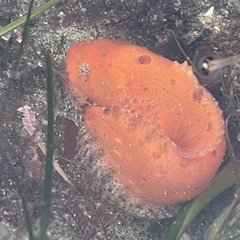 Liparis mucosus