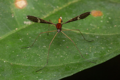 Eriocera