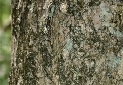 Fraxinus nigra