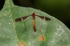 Eriocera