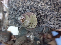 Calliostoma tricolor